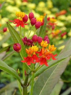 Silky Red Butterfly Weed, Mexican Butterflyweed, Asclepias curassavica 'Silky Red'
